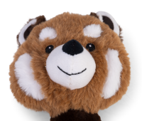 Waschbär Timo