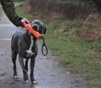 Dog Comets Orion (Farbe: orange)