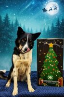 Adventskalender Knabberkiste