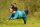 NonStop FjordOverall raincoat teal